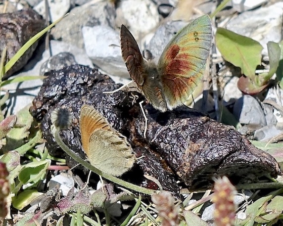 common brassy ringlet